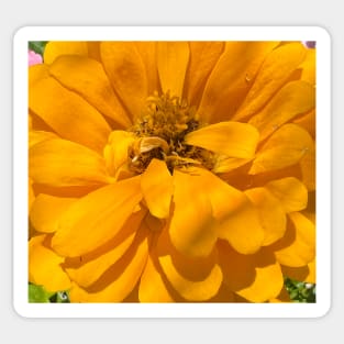 Golden Zinnia Rises Big-time! Sticker